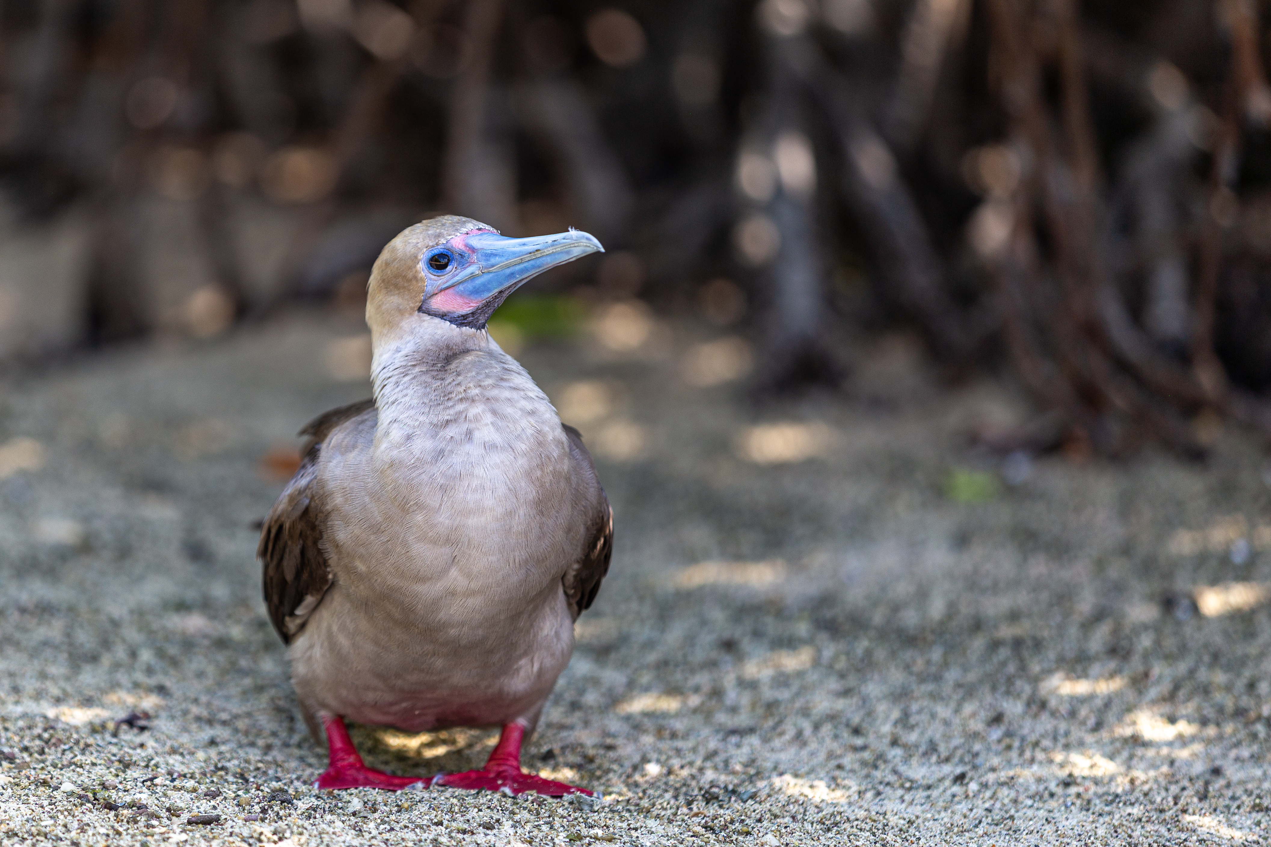 Red-footed booby standing on sand with bright red feet and a blue bill